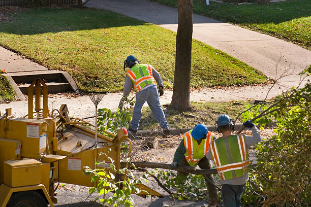 Best Arborist Consultation Services  in Big Bend, WI